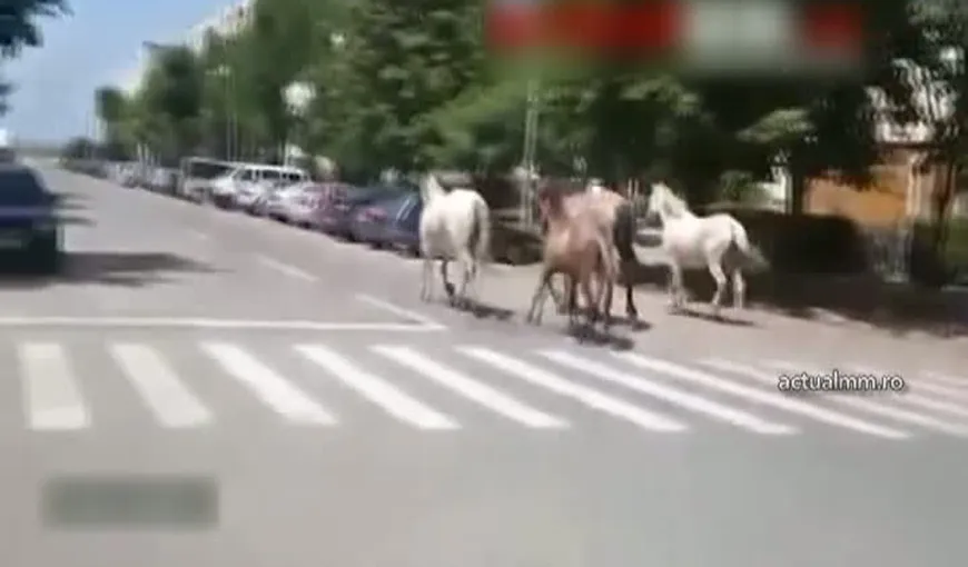 IMAGINI ULUITOARE în Baia Mare. Mai mulţi cai, filmaţi în timp ce galopau pe străzi VIDEO