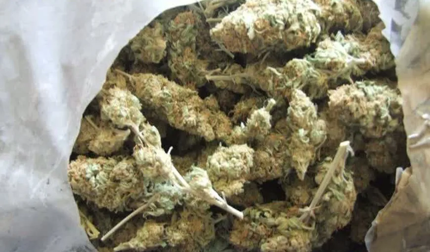 Traficanţi de droguri arestaţi; colet cu peste un kg de cannabis găsit pe bancheta unui autoturism