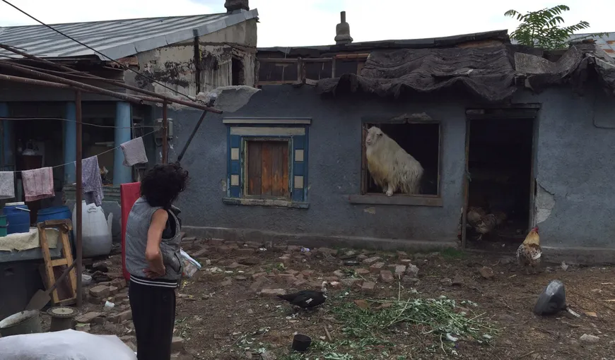O femeie din sectorul 4 al Capitalei trăieşte cu UN ŢAP în casă VIDEO