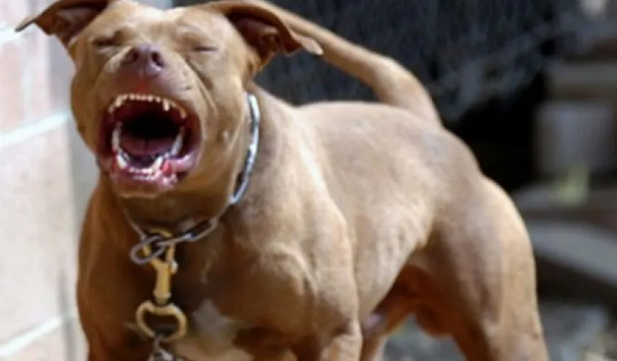 Un pitbull a ucis un alt câine, l-a atacat pe stăpânul acestuia şi pe jandarmii din Alba Iulia chemaţi în ajutor