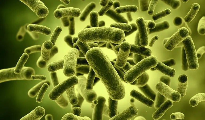 Probioticele pot atenua simptomele rinitelor alergice