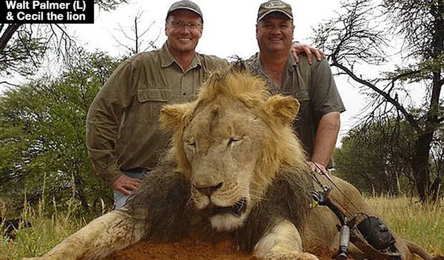 Medicul Walter Palmer, care a ucis ilegal leul african Cecil, ar putea fi extrădat în Zimbabwe