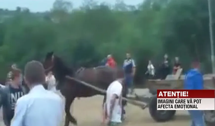 SCENE ŞOCANTE la un târg din Gorj. Mai mulţi cai au fost BICIUIŢI fără milă VIDEO