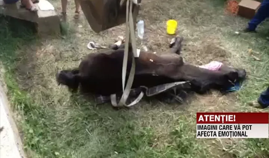 IMAGINI ŞOCANTE lângă Bucureşti. Un cal a fost bătut şi apoi abandonat VIDEO