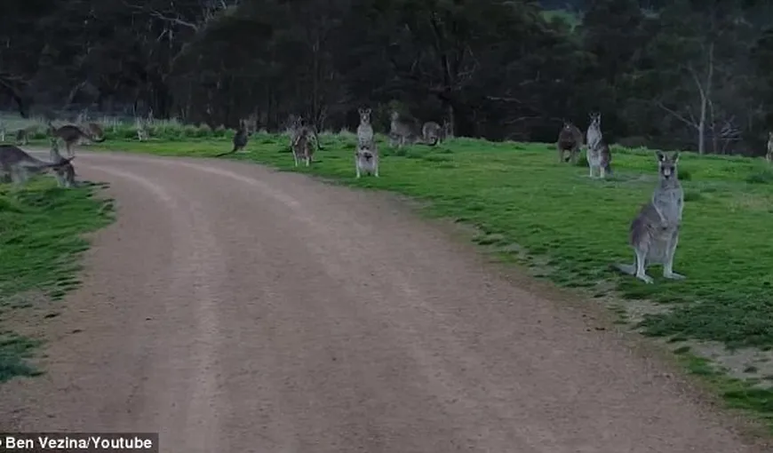 Clipe de coşmar: Cum s-a descurcat un biciclist printre cangurii furioşi VIDEO