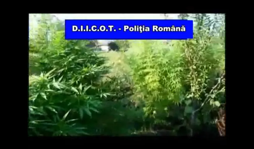 TRAFICANT de DROGURI care cultiva CANNABIS în curtea casei, prins de poliţişti VIDEO
