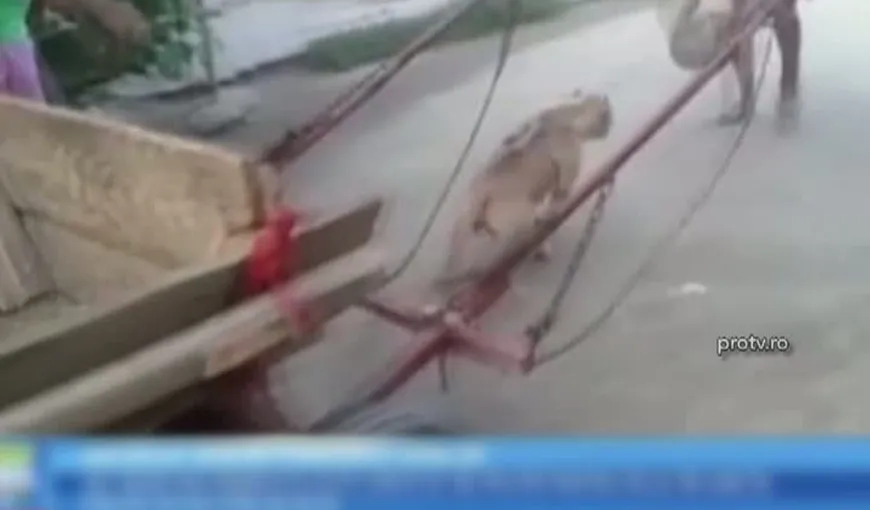 Un tânăr s-a ales cu dosar penal după ce şi-a pus câinele să tragă o căruţă cu nisip VIDEO
