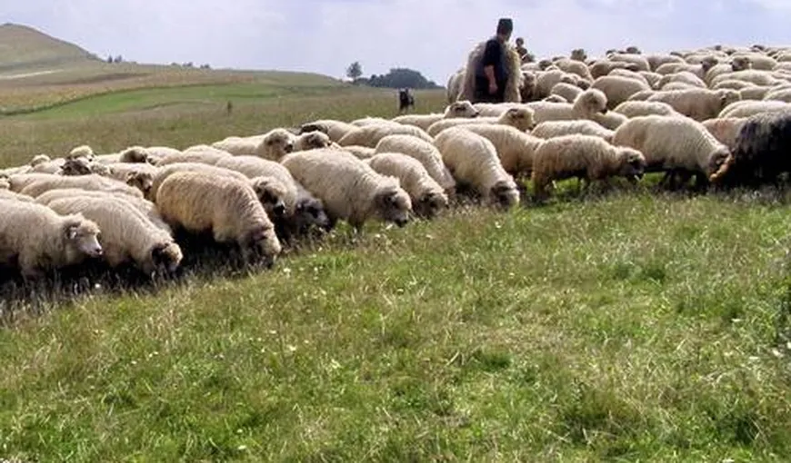 Un cioban a cerut ajutorul pompierilor pentru a-şi adăpa oile