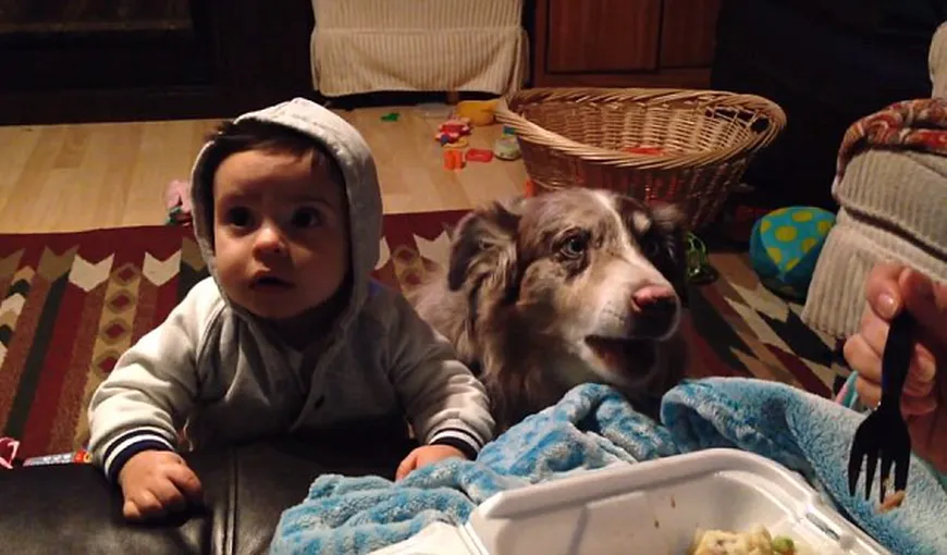 Fantastic: Un câine a învăţat mai repede decât un bebeluş să spună MAMA VIDEO