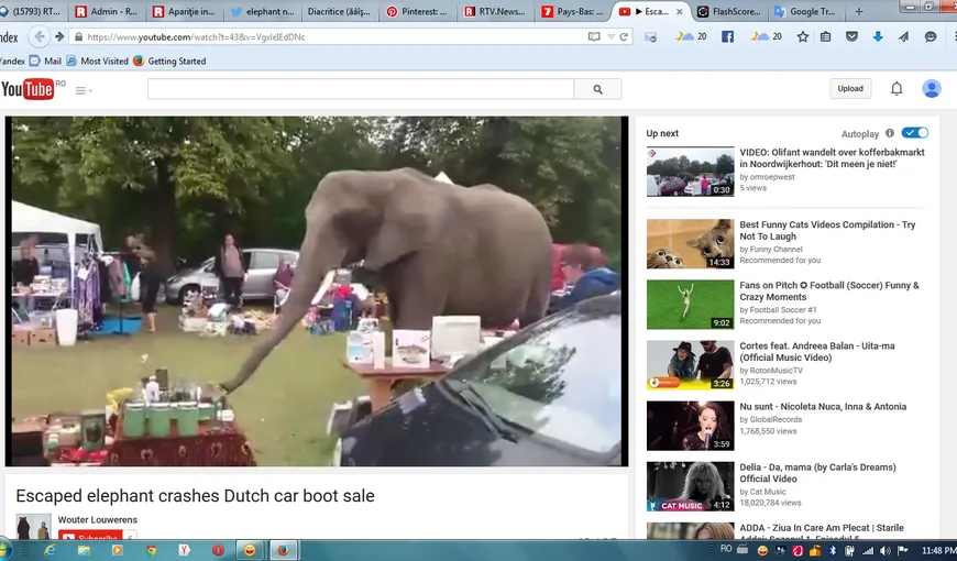 Apariţie insolită la un târg de vechituri, în Olanda. Un elefant s-a „infiltrat” printre cumpărători VIDEO