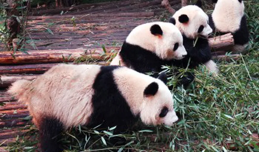 Lucruri NEŞTIUTE despre ursul panda: Dacă nu e ţinut în braţe, puiul panda moare