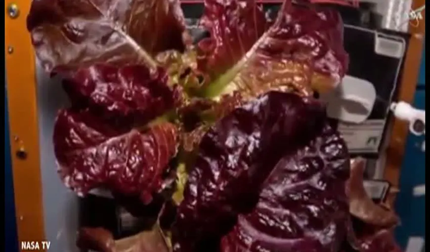 Prima recoltă de legume SPAŢIALE. Ce au cultivat astronauţii pe Staţia Internaţională VIDEO