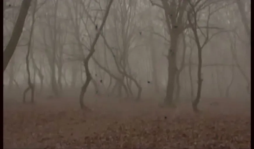 O pădure din România, în topul celor mai înfricoşătoare locuri din Europa VIDEO