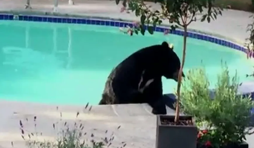 Urs sălbatic, dar cu pretenţii. S-a bălăcit într-o piscină şi a testat jacuzzi-ul VIDEO