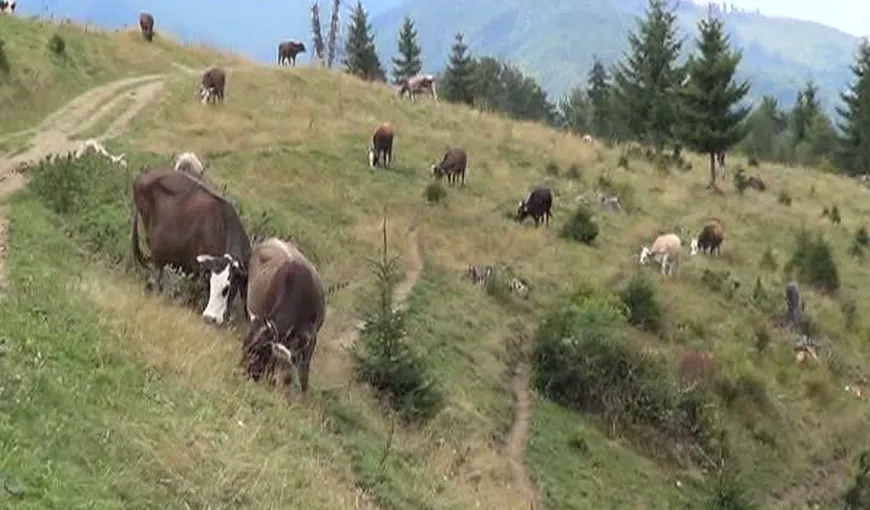 ALERTĂ în nordul judeţului Argeş. Zeci de vaci şi măgari, UCIŞI de urşii agresivi VIDEO