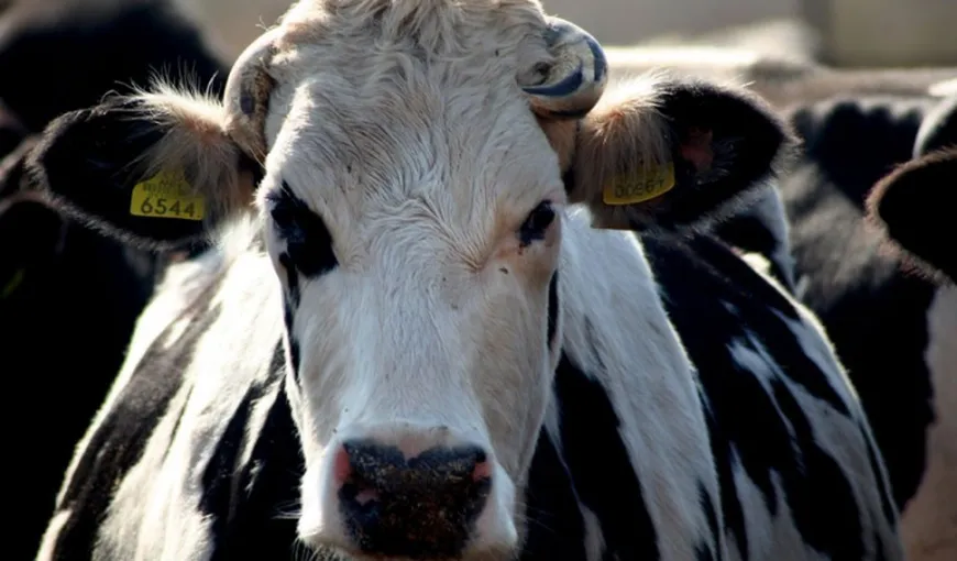 „Boala limbii albastre”, confirmată la 18 bovine din Botoşani