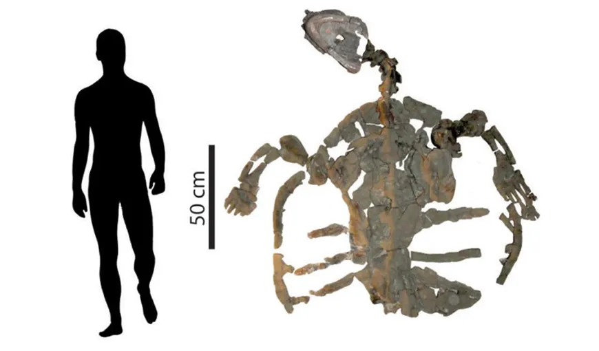 A fost descoperită cea mai veche fosilă a unei broaşte ţestoase marine