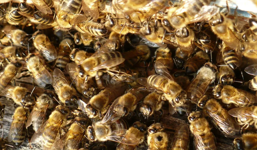Un tânăr a murit după ce a fost înţepat de un roi de albine