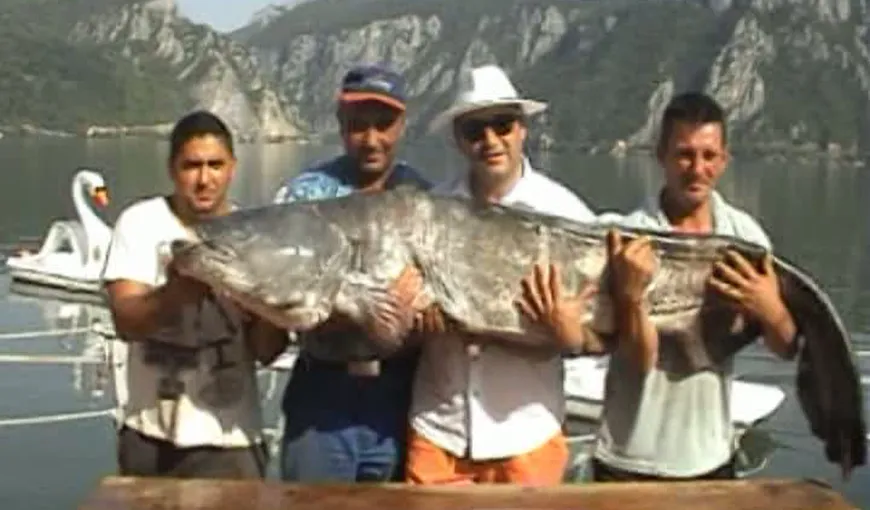 Captură uriaşă pe Dunăre. Un pescar a prins un somn de 90 de kilograme VIDEO