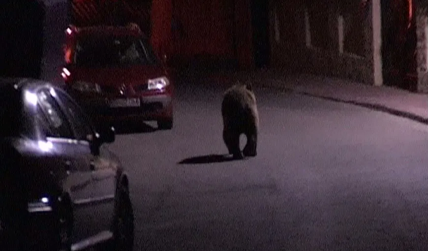 Un urs se plimbă nestingherit prin Buşteni VIDEO