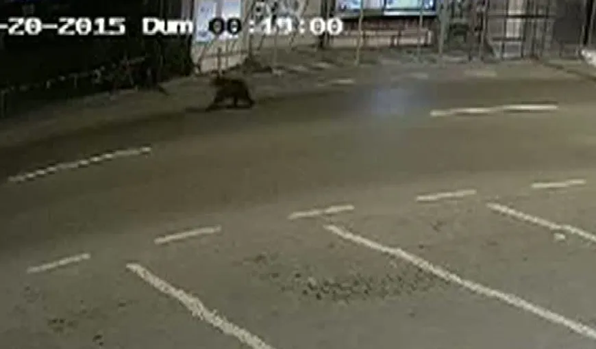 Autorităţile din Suceava sunt în alertă. Un pui de urs se plimbă liber pe străzi VIDEO