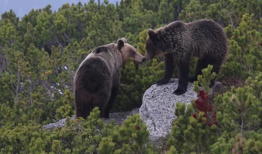 Wild Carpathia, încep filmările la episodul 4. Braşovul, bază pentru noul documentar din celebra serie