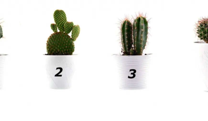 Fă-ţi testul cactusului şi află cum îţi „înţepi” adversarii