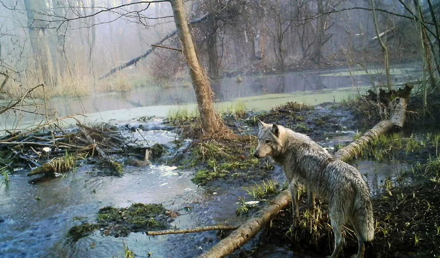 Cernobîl a devenit o adevărată rezervaţie de lupi şi mistreţi