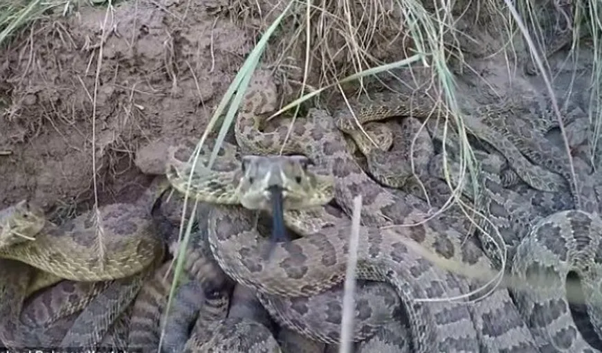 Un tânăr a vrut să filmeze o groapă plină de şerpi cu un Go Pro, dar reptilele s-au supărat VIDEO DRAMATIC