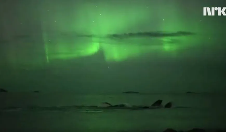VIDEO FABULOS. Balene înotând în lumina aurorei boreale