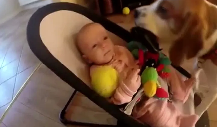 Un câine fură jucăria unui copil, apoi îi pare rău şi îi aduce cadouri multe VIDEO