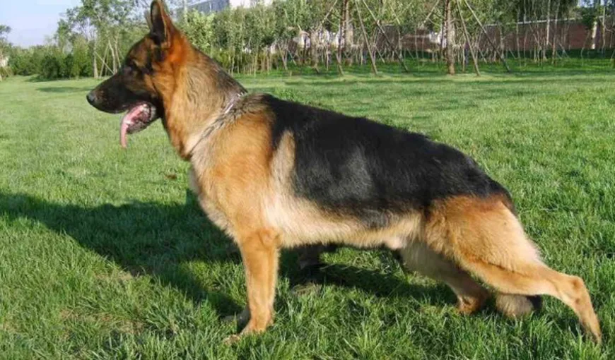 STUDIU: Câinii au fost domesticiţi prima oară în Asia Centrală