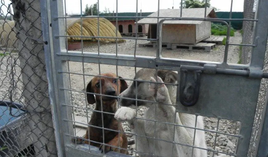 Şefii unui adăpost pentru câini, condamnaţi pentru acte de CRUZIME asupra animalelor
