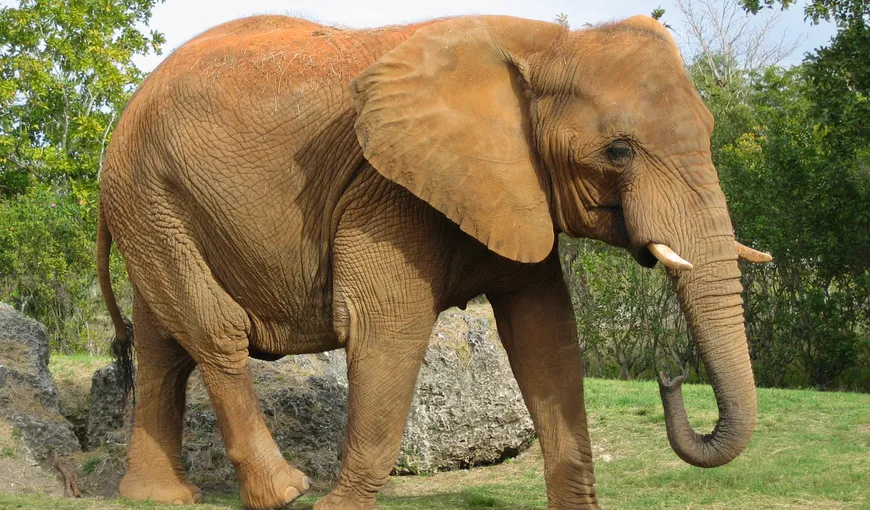 STUDIU: Cum se feresc elefanţii de CANCER