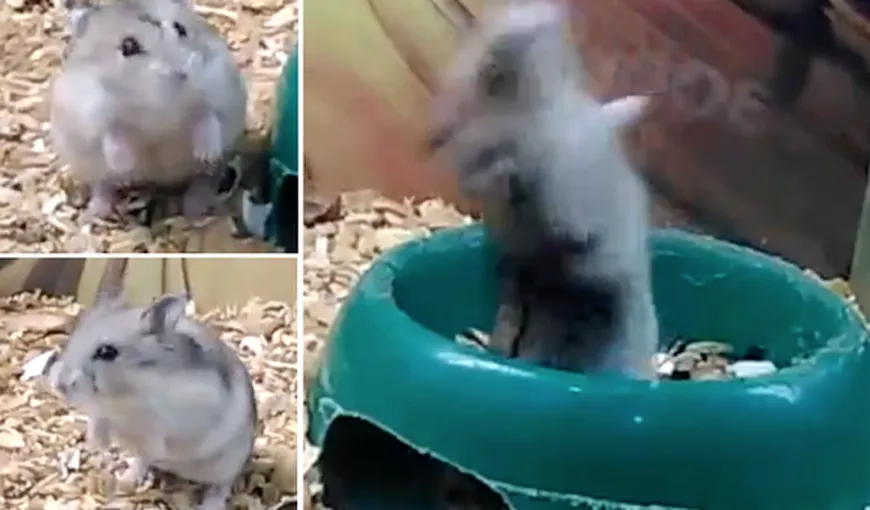 Hamsterul psihopat care face senzaţie pe internet. Cum se distrează animalul în cuşcă VIDEO
