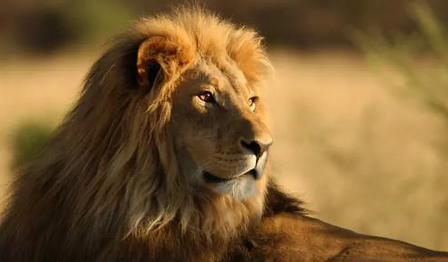 Leii sunt în pericol de dispariţie în Africa. În două decenii, numărul lor se va reduce la jumătate