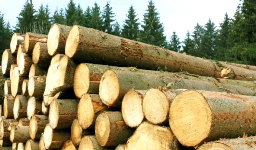 RAPORT: Jumătate din lemnul tăiat în ultimul deceniu în România a provenit din surse ilegale