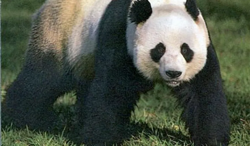 Ursul Panda Gigant, o adevărată enigmă pentru biologi