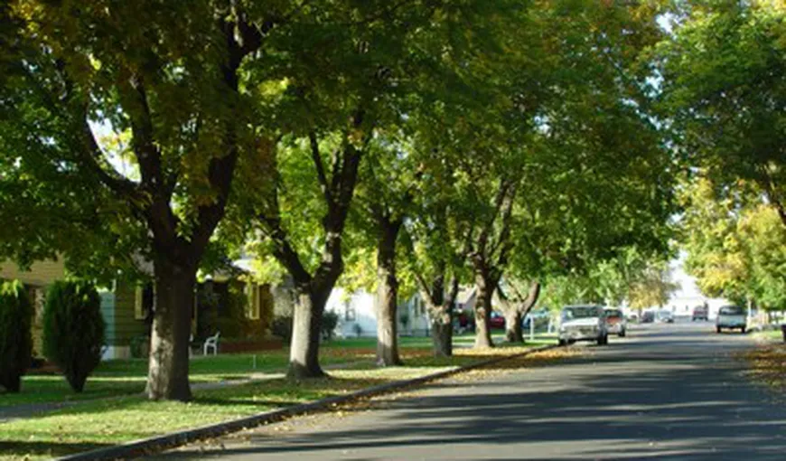 Densitatea copacilor de la marginea străzilor influenţează sănătatea fizică şi psihică