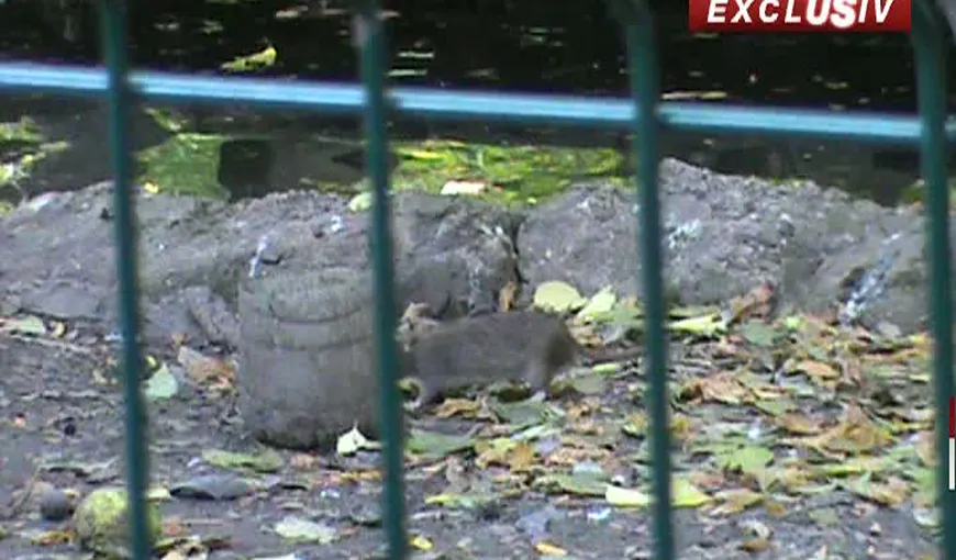 Invazie de şobolani în parcul Cişmigiu VIDEO CAMERA ASCUNSĂ