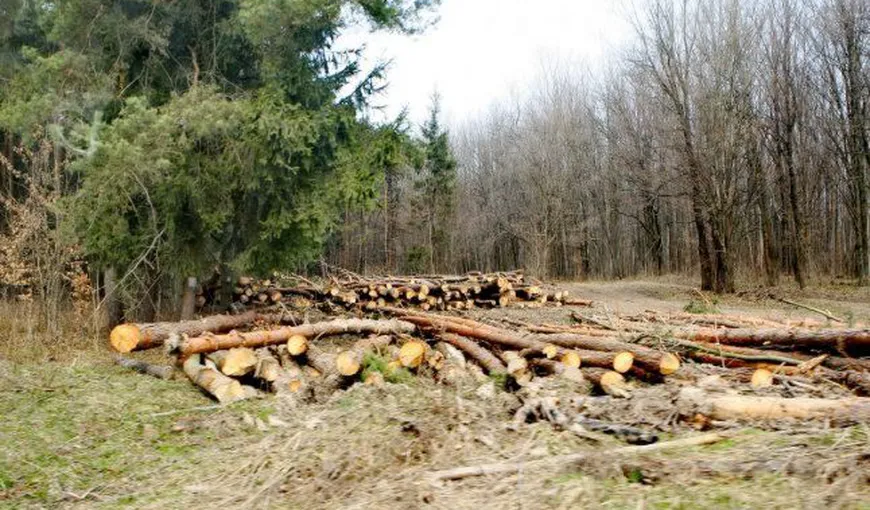 Romsilva: Tăierile ilegale de lemn din România se situează anual la circa 60.000 de metri cubi