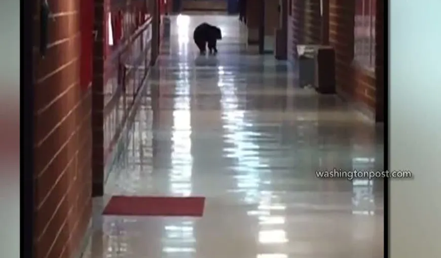 Urs pe holurile liceului în SUA