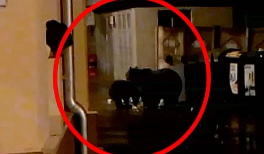 Momente de PANICĂ în Buşteni. O ursoaică cu doi pui, surprinşi lângă casele oamenilor VIDEO