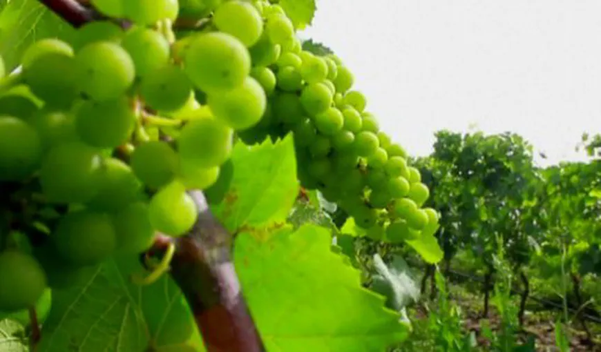 Vești bune pentru băutorii de vin: Viţa de vie va rezista încălzirii globale