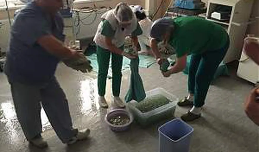 Imagini scandaloase, într-un spital din România. Conductă de apă spartă peste o pacientă în operaţie