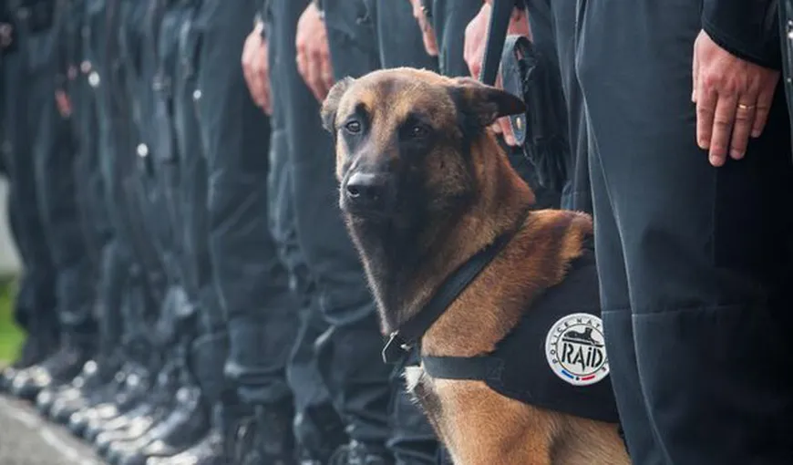 Câine poliţist care suferă de artrită la membre, scos la licitaţie