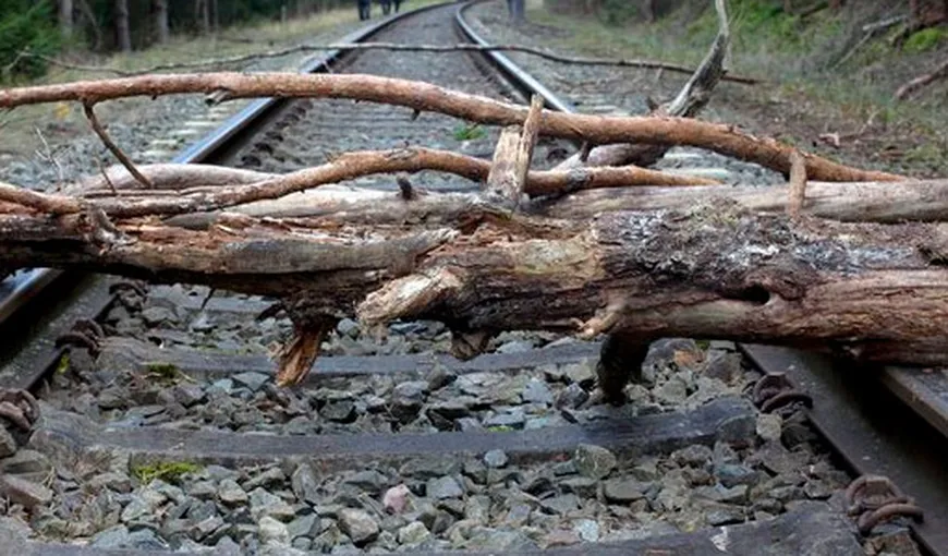 Circulaţia feroviară a fost BLOCATĂ pe secţia Braşov-Predeal. Un copac s-a prăbuşit pe calea ferată