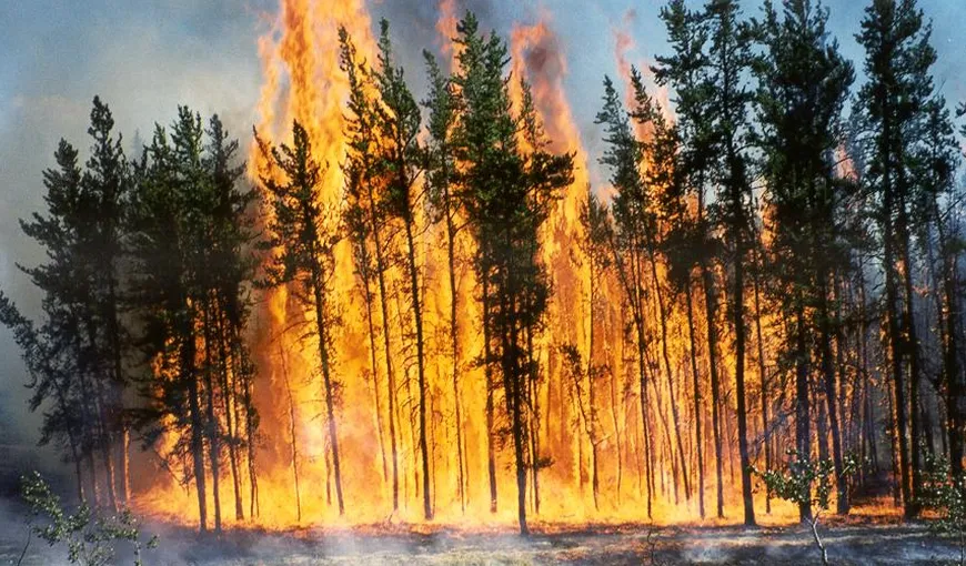 Incendiu în Bacău: Şapte hectare de pădure au fost cuprinse de flăcări