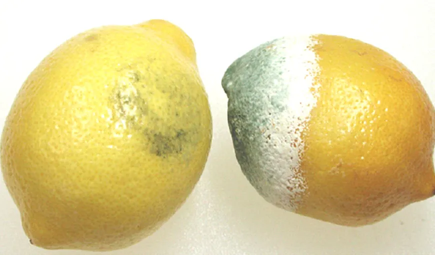 Ce păţeşti dacă mănânci partea neafectată a unui fruct mucegăit