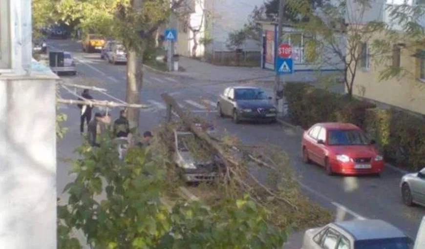 Copac căzut peste o maşină parcată pe marginea străzii. Şoferul şi-a pus mâinile în cap când a văzut cum arată